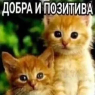 🌟 emoji мили коти Telegram sticker 21 of 80