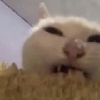 🌽 emoji драндулет Telegram sticker 8 of 120