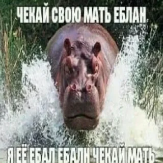 Sticker from рофлянки 2020))