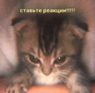 Sticker from 50 оттенков «реакции» | @tgwil