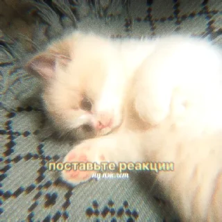 Sticker from 50 оттенков «реакции» | @tgwil