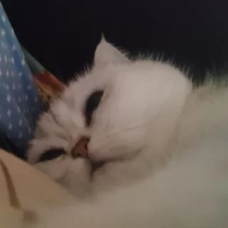 Sticker from кати нема кинни