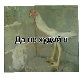 🐦 emoji Короче читы БАН @Stikerhi_bot Telegram sticker 14 of 25