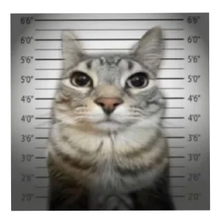 🐱 emoji Короче читы БАН @Stikerhi_bot Telegram sticker 15 of 25