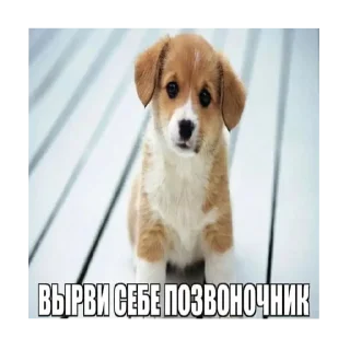 🐶 emoji Короче читы БАН @Stikerhi_bot Telegram sticker 12 of 25