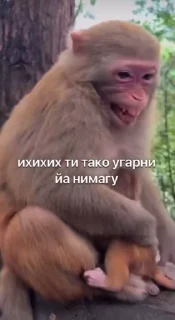 😅 emoji Ярик бибизяна 4 ➡️ @Ctikerubot Telegram sticker 5 of 50
