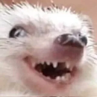 🌟 emoji Всратые животные Telegram sticker 11 of 28