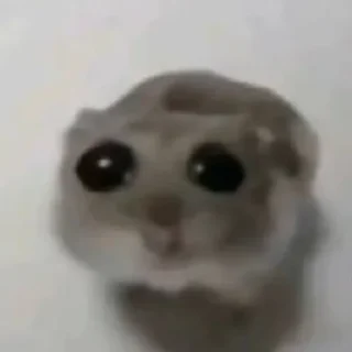 🌟 emoji Всратые животные Telegram sticker 18 of 28