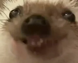 🌟 emoji Всратые животные Telegram sticker 14 of 28