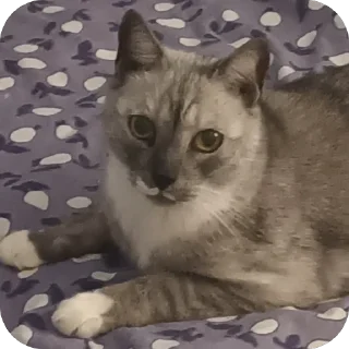 🫥 emoji Стики босса художки Telegram sticker 22 of 107