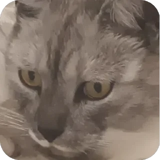 🫥 emoji Стики босса художки Telegram sticker 15 of 107