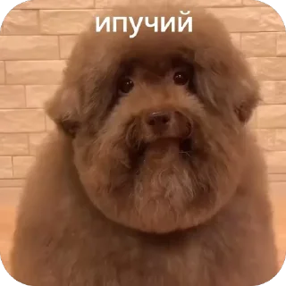 🫥 emoji Красивучи Telegram sticker 7 of 26