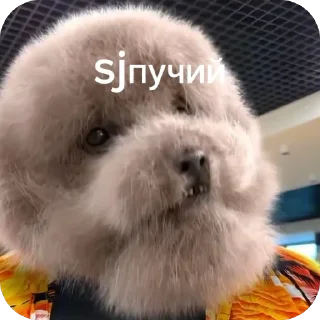 🫥 emoji Красивучи Telegram sticker 15 of 26