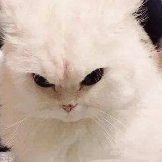 😡 emoji Cats pack Telegram sticker 10 of 22