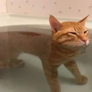 🌊 emoji Cats pack Telegram sticker 15 of 22