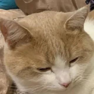 😪 emoji марсюшка 🐈 Telegram sticker 13 of 59