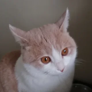 🤨 emoji марсюшка 🐈 Telegram sticker 23 of 59