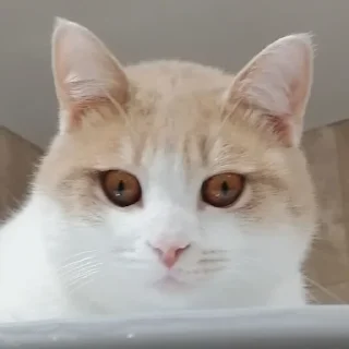 👀 emoji марсюшка 🐈 Telegram sticker 9 of 59