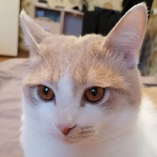 🤨 emoji марсюшка 🐈 Telegram sticker 17 of 59