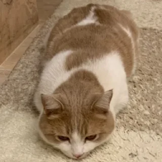 🐌 emoji марсюшка 🐈 Telegram sticker 24 of 59