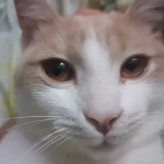 😙 emoji марсюшка 🐈 Telegram sticker 16 of 59