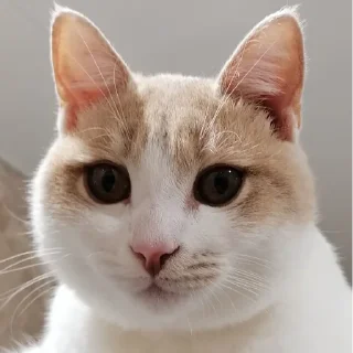 😊 emoji марсюшка 🐈 Telegram sticker 12 of 59