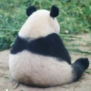 😝 emoji Lazy Panda Telegram sticker 22 of 42