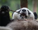 🤗 emoji Lazy Panda Telegram sticker 7 of 42