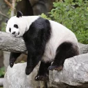 😶 emoji Lazy Panda Telegram sticker 20 of 42