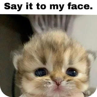 🐱 emoji pu*ss*y Telegram sticker 13 of 45