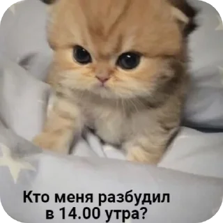 🐱 emoji pu*ss*y Telegram sticker 4 of 45