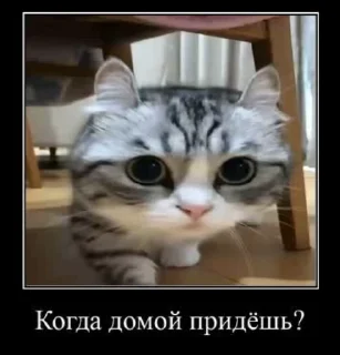 😔 emoji Камар🥶 Telegram sticker 12 of 52