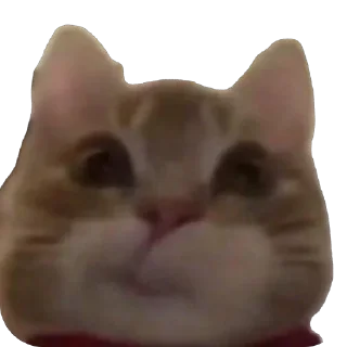 🫥 emoji Hot🔥Cats🙀 ➡️ @Qantarbaev Telegram sticker 20 of 44