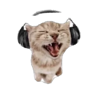 🫥 emoji Hot🔥Cats🙀 ➡️ @Qantarbaev Telegram sticker 23 of 44