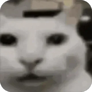 😶 emoji Hot🔥Cats🙀 ➡️ @Qantarbaev Telegram sticker 17 of 44