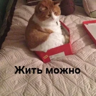 😼 emoji алло?да Telegram sticker 20 of 92