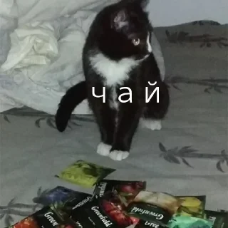 🫖 emoji бебры Telegram sticker 9 of 62
