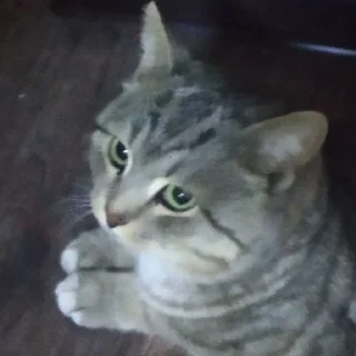 😼 emoji бебры Telegram sticker 21 of 62