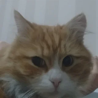 😎 emoji бебры Telegram sticker 19 of 62