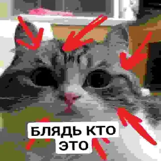 🗽 emoji БЛЯДЬ КТО ЭТО Telegram sticker 10 of 24