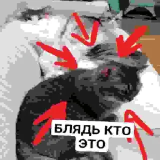 👎 emoji БЛЯДЬ КТО ЭТО Telegram sticker 22 of 24