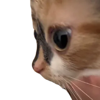 👀 emoji tiktok meme Telegram sticker 24 of 30