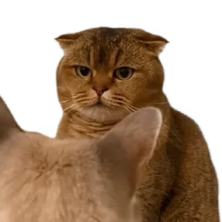 💀 emoji tiktok meme Telegram sticker 17 of 30