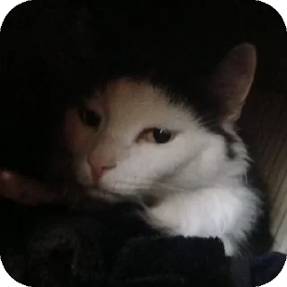 Sticker from коты