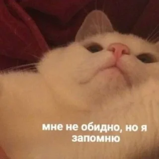 🥴 emoji Меми Telegram sticker 7 of 18