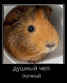 😟 emoji жоски чел von Gauß Telegram sticker 13 of 27