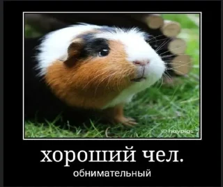 😊 emoji жоски чел von Gauß Telegram sticker 8 of 27