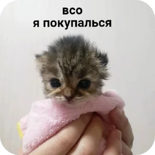 🐱 emoji Стикеры от Криса :3 Telegram sticker 19 of 119