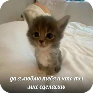 🐱 emoji Стикеры от Криса :3 Telegram sticker 21 of 119