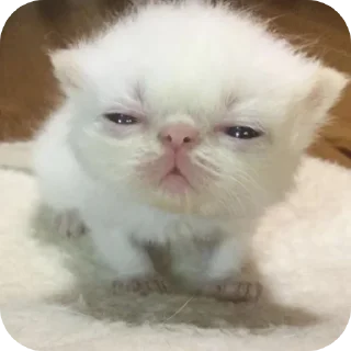 🐱 emoji Kitty Telegram sticker 8 of 11